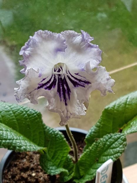thumbnail (27) - STREPTOCARPUSII MEI 2018