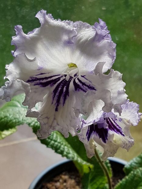thumbnail (82) - STREPTOCARPUSII MEI 2018