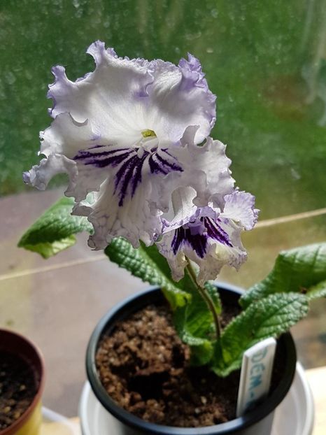 thumbnail (86) - STREPTOCARPUSII MEI 2018