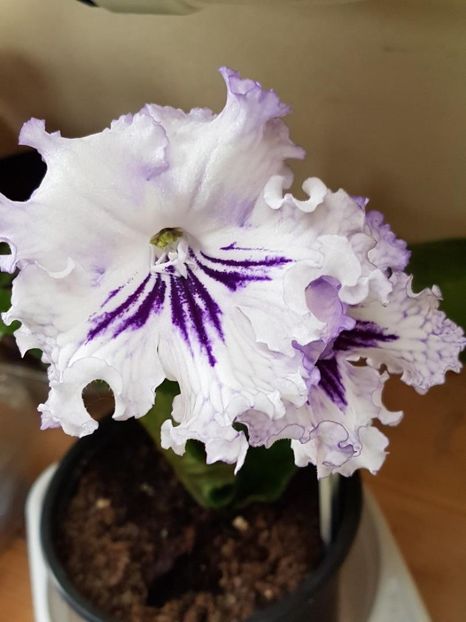thumbnail (98) - STREPTOCARPUSII MEI 2018