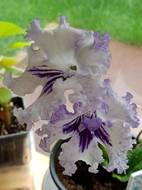 thumbnail (5) - STREPTOCARPUSII MEI 2018