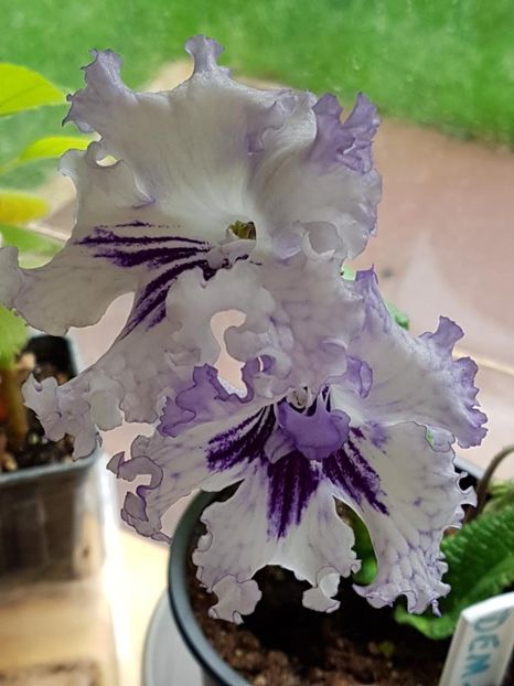 thumbnail (6) - STREPTOCARPUSII MEI 2018