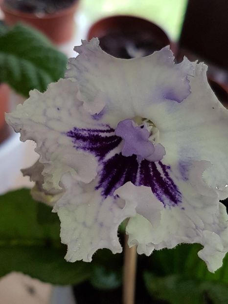 thumbnail (47) - STREPTOCARPUSII MEI 2018