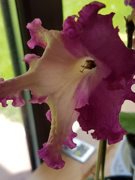 thumbnail (40) - STREPTOCARPUSII MEI 2018
