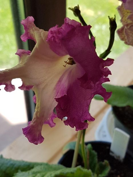 thumbnail (41) - STREPTOCARPUSII MEI 2018