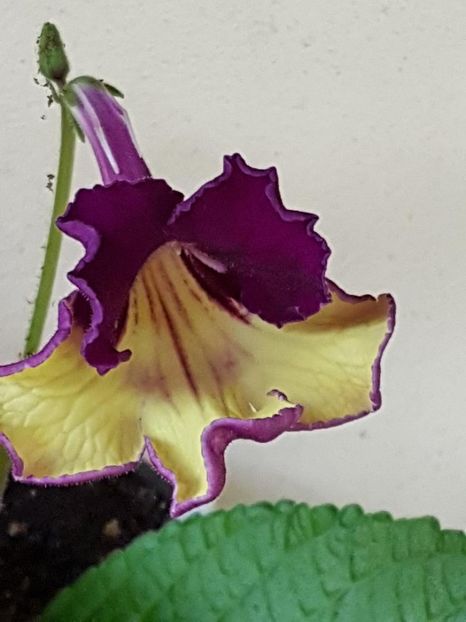 thumbnail (47) - STREPTOCARPUSII MEI 2018