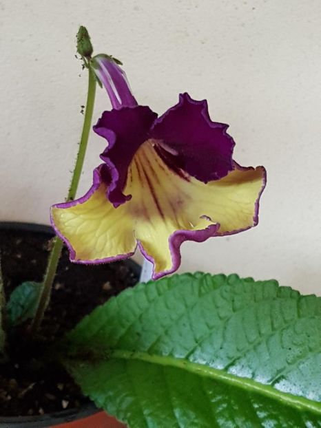 thumbnail (48) - STREPTOCARPUSII MEI 2018