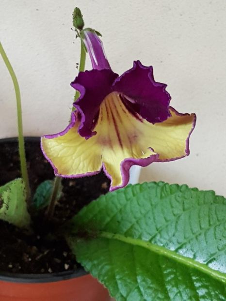thumbnail (49) - STREPTOCARPUSII MEI 2018