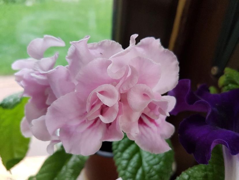 thumbnail (14) - STREPTOCARPUSII MEI 2018