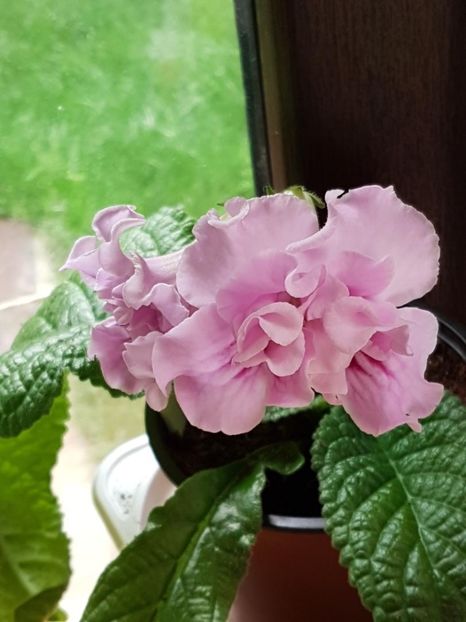 thumbnail (29) - STREPTOCARPUSII MEI 2018