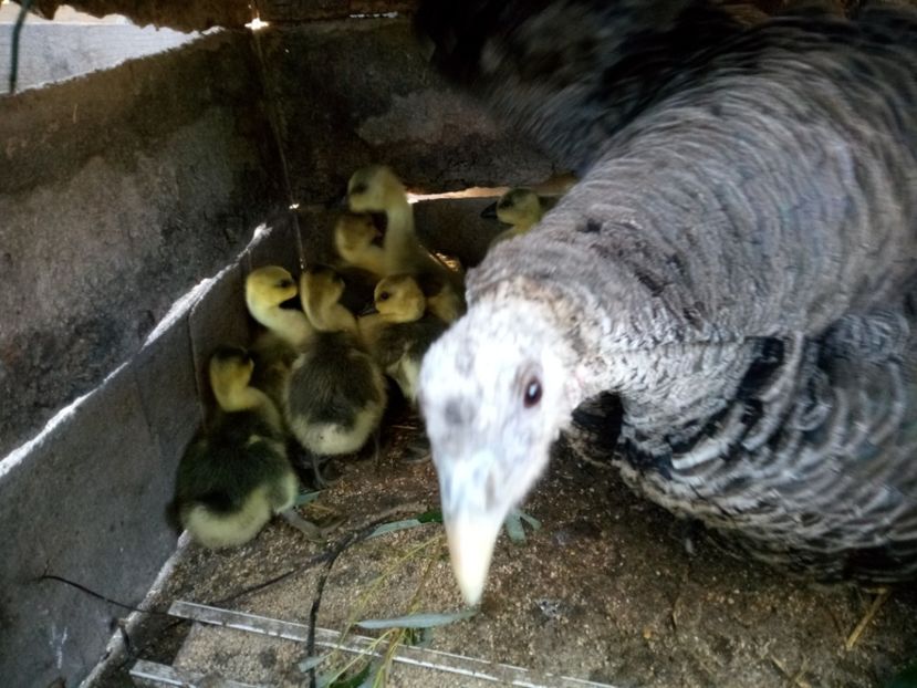 Boboci mai mici - Gâște 2018 și 2019