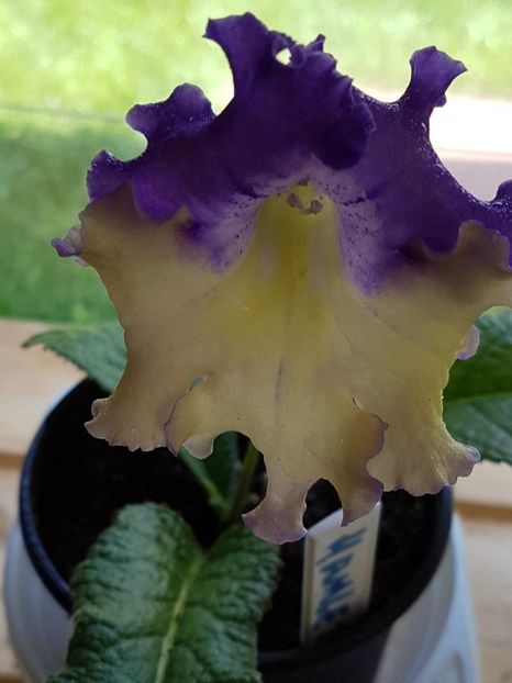 thumbnail (39) - STREPTOCARPUSII MEI 2018