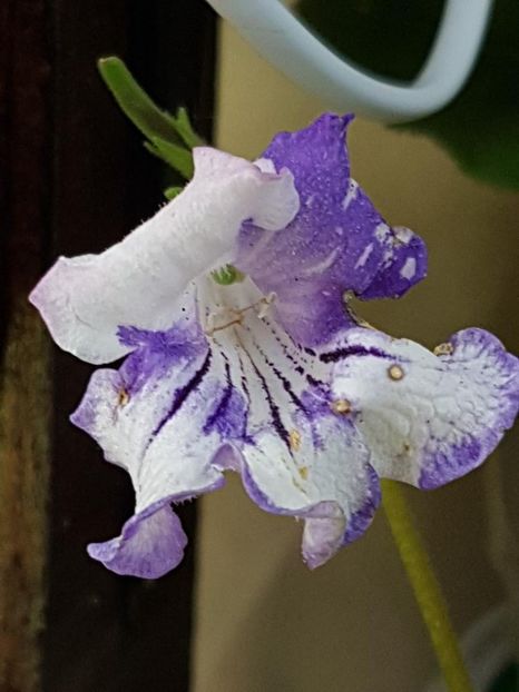 thumbnail (12) - STREPTOCARPUSII MEI 2018