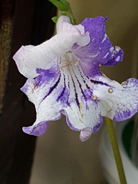 thumbnail (46) - STREPTOCARPUSII MEI 2018