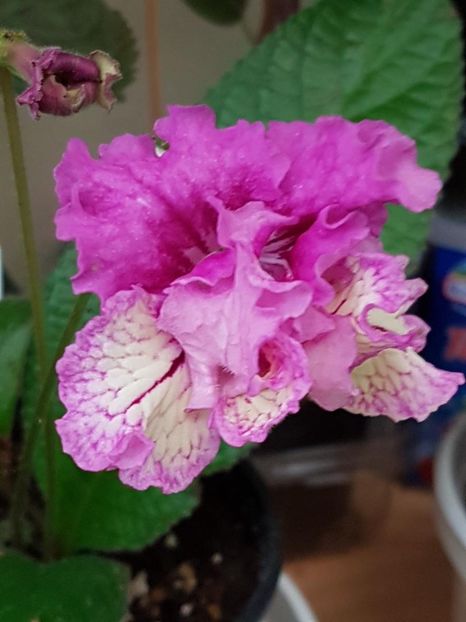 thumbnail (11) - STREPTOCARPUSII MEI 2018