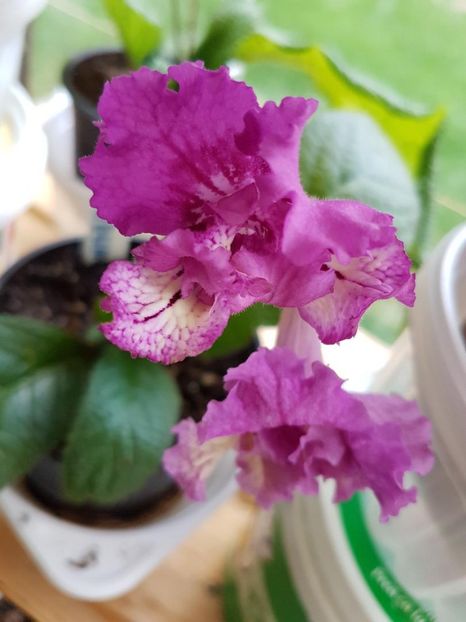 thumbnail (18) - STREPTOCARPUSII MEI 2018