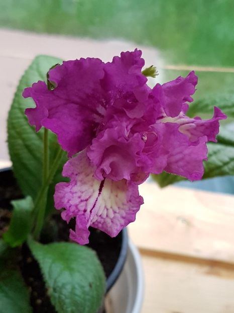 thumbnail (49) - STREPTOCARPUSII MEI 2018