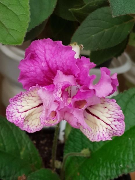 thumbnail (13) - STREPTOCARPUSII MEI 2018