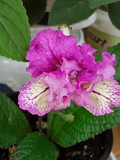 thumbnail (65) - STREPTOCARPUSII MEI 2018