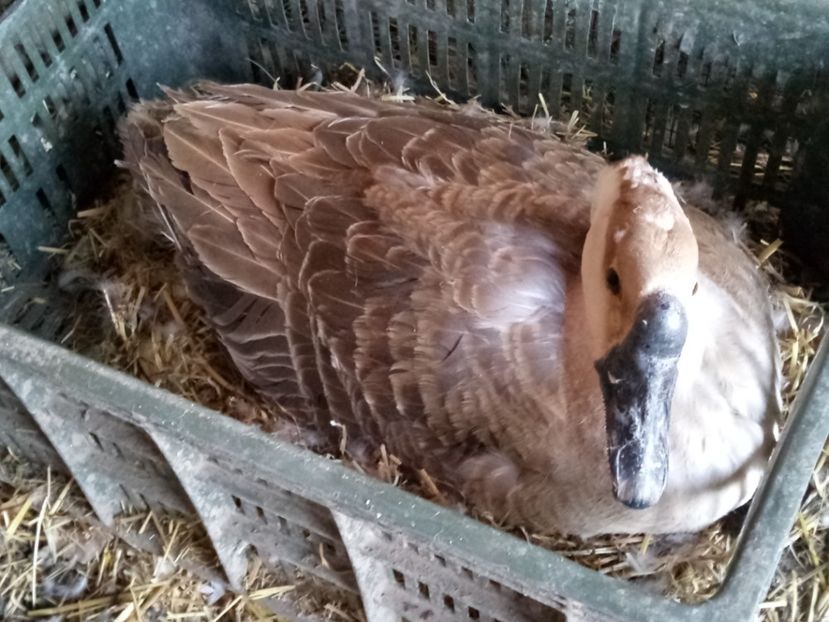 Chinezeasca closca - B2 - Gaste Africane si Chinezesti