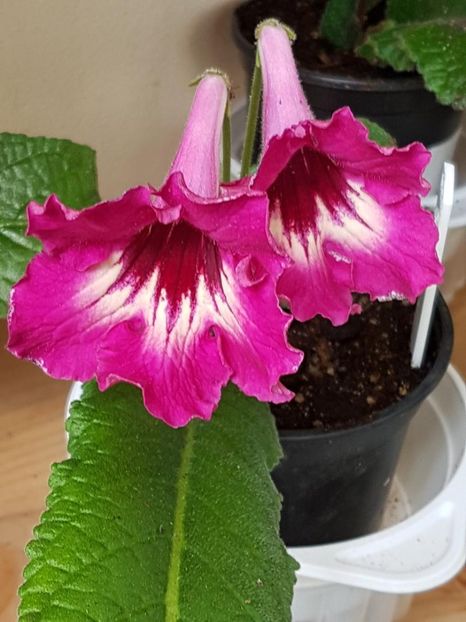 thumbnail (73) - STREPTOCARPUSII MEI 2018