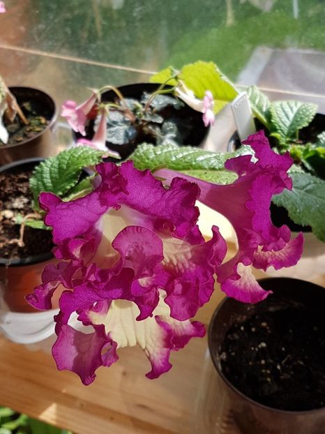 thumbnail (84) - STREPTOCARPUSII MEI 2018