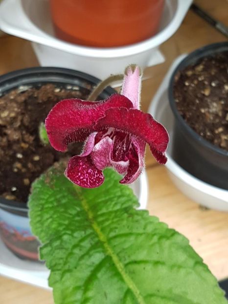 thumbnail (9) - STREPTOCARPUSII MEI 2018