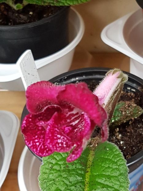 thumbnail (23) - STREPTOCARPUSII MEI 2018