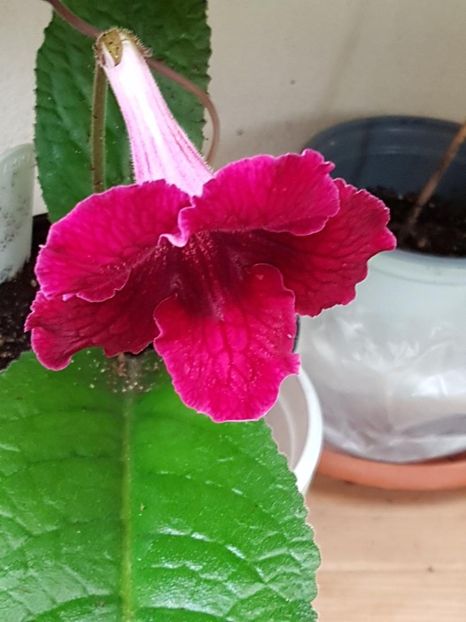 thumbnail (68) - STREPTOCARPUSII MEI 2018