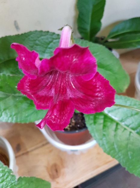thumbnail (15) - STREPTOCARPUSII MEI 2018