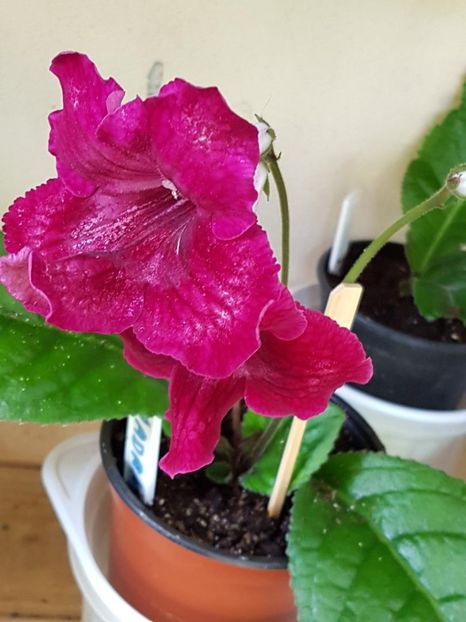 thumbnail (32) - STREPTOCARPUSII MEI 2018