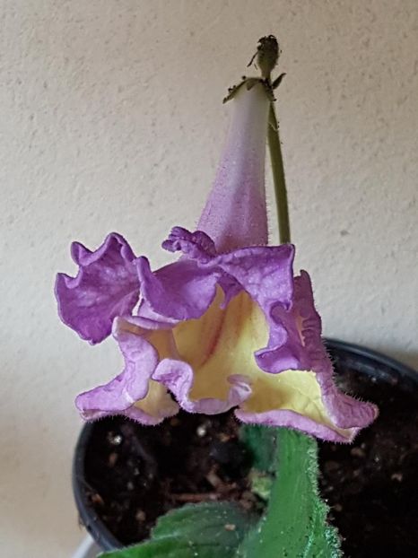 thumbnail (64) - STREPTOCARPUSII MEI 2018