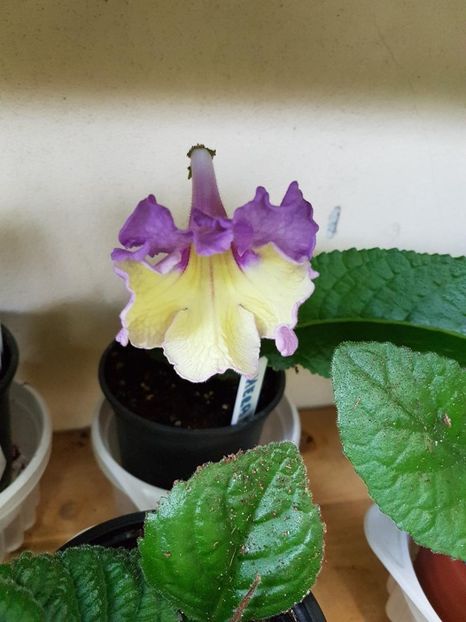 thumbnail (24) - STREPTOCARPUSII MEI 2018