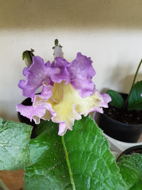 thumbnail (27) - STREPTOCARPUSII MEI 2018