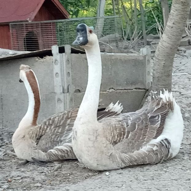 Pereche chinezești - B2 - Gaste Africane si Chinezesti