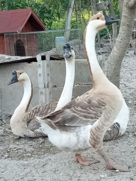 Femela prim plan - B2 - Gaste Africane si Chinezesti