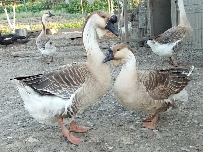 Pereche africane - B2 - Gaste Africane si Chinezesti