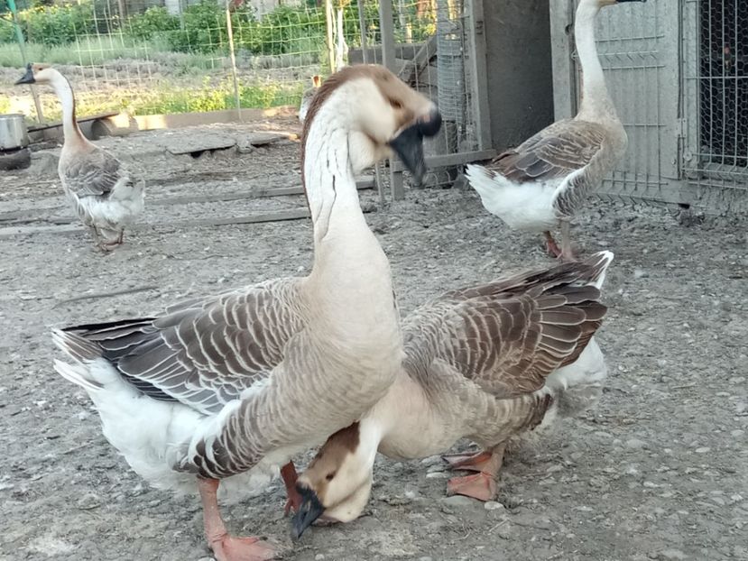 Curtarea - B2 - Gaste Africane si Chinezesti