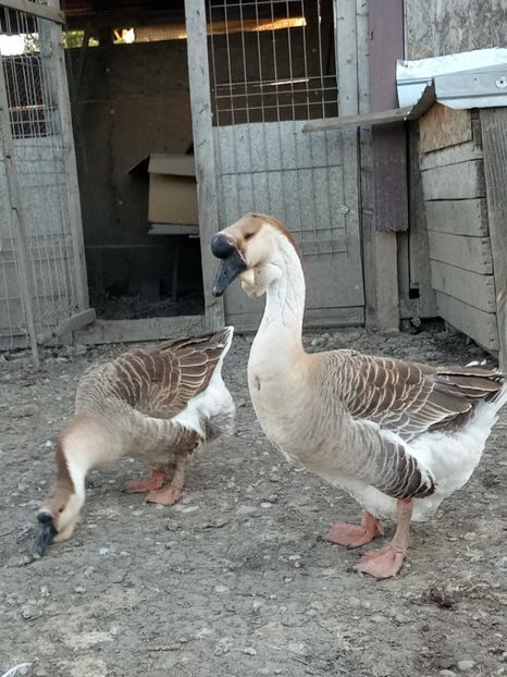 ... - B2 - Gaste Africane si Chinezesti