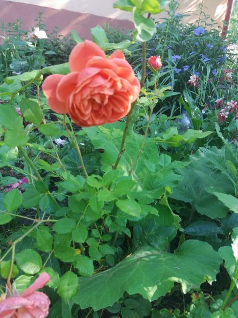  - Gradina 2- 2018