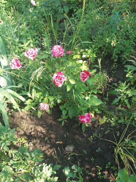  - Gradina 2- 2018