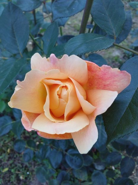  - TRANDAFIRI 2018-2019