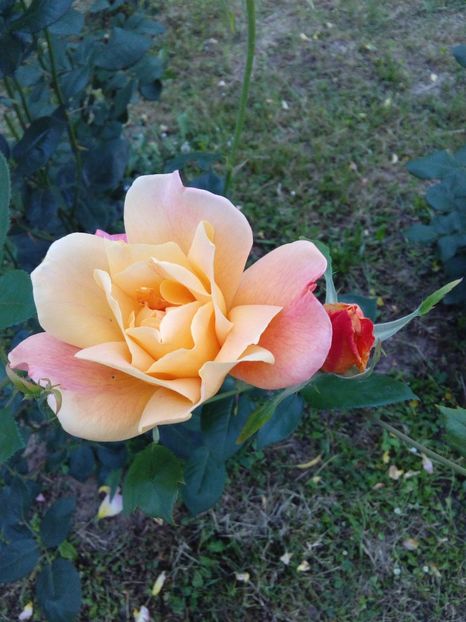  - TRANDAFIRI 2018-2019