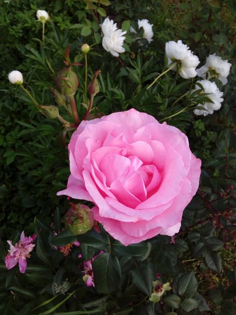  - TRANDAFIRI 2018-2019