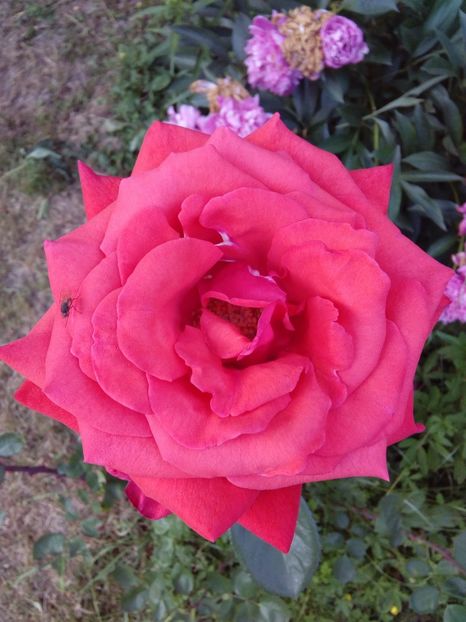  - TRANDAFIRI 2018-2019