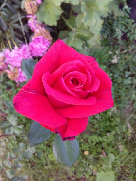  - TRANDAFIRI 2018-2019