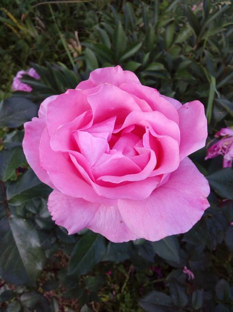  - TRANDAFIRI 2018-2019