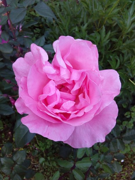  - TRANDAFIRI 2018-2019