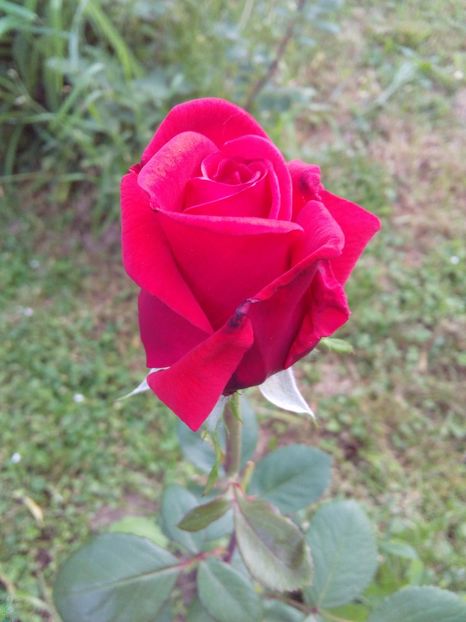  - TRANDAFIRI 2018-2019