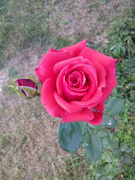  - TRANDAFIRI 2018-2019